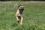 BOERBULL 007